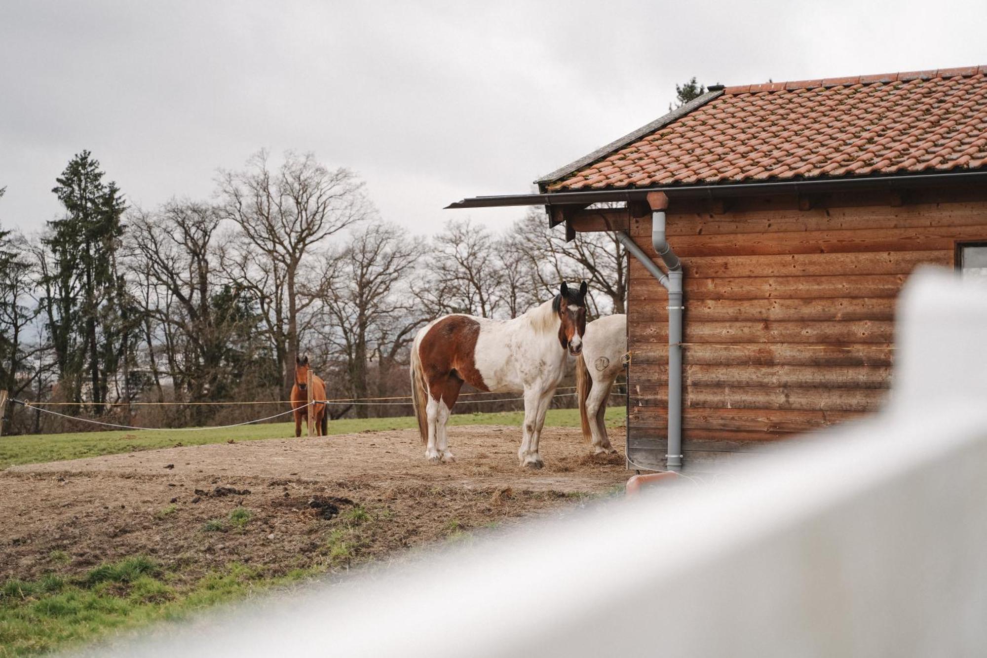 Black Horse Family - Barrierearm - Pfotenglueck - Familienzeit By Loewenherz Homes Apartment